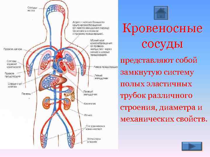 Кровеносные сосуды представляют собой замкнутую систему полых эластичных трубок различного строения, диаметра и механических