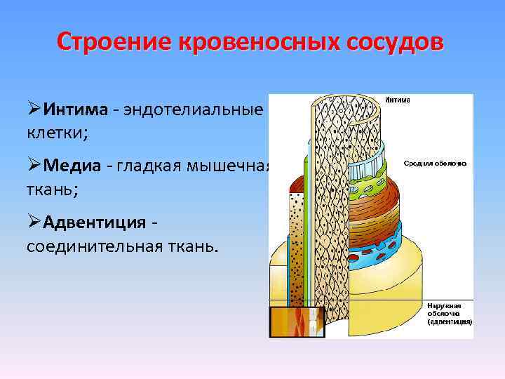 Строение кровеносных сосудов ØИнтима - эндотелиальные клетки; ØМедиа - гладкая мышечная ткань; ØАдвентиция -