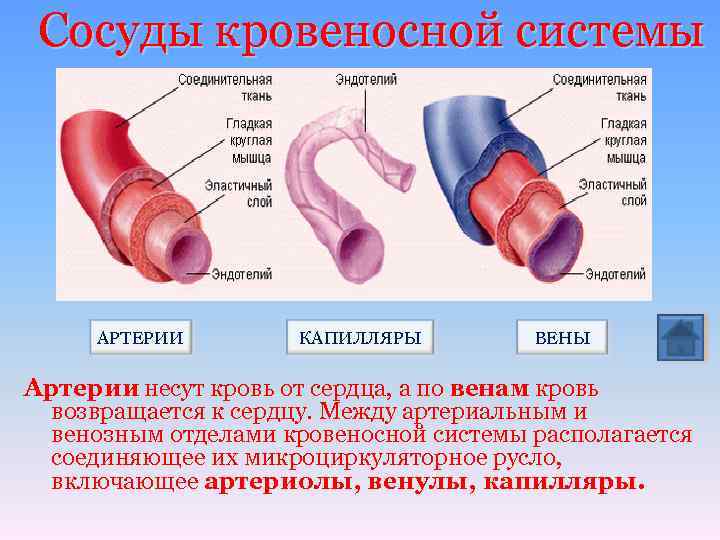 Сосуды кровеносной системы АРТЕРИИ КАПИЛЛЯРЫ ВЕНЫ Артерии несут кровь от сердца, а по венам