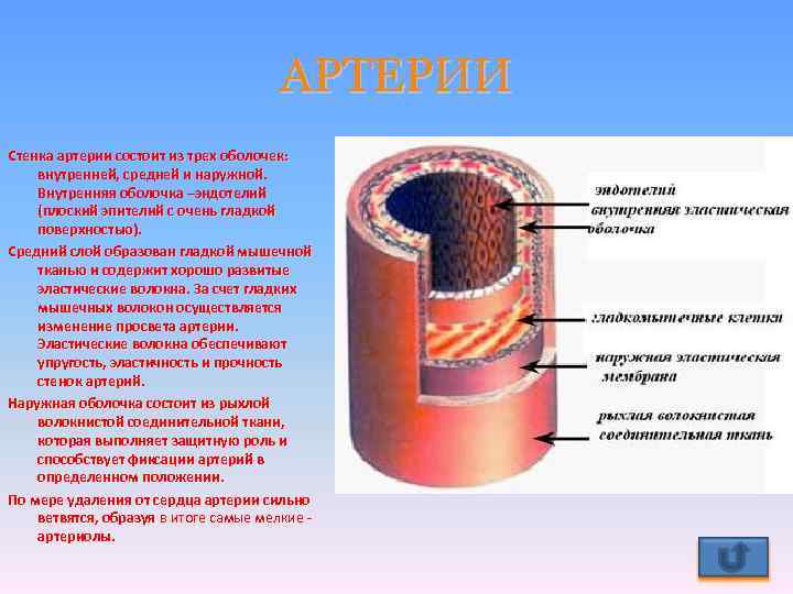АРТЕРИИ Стенка артерии состоит из трех оболочек: внутренней, средней и наружной. Внутренняя оболочка –эндотелий