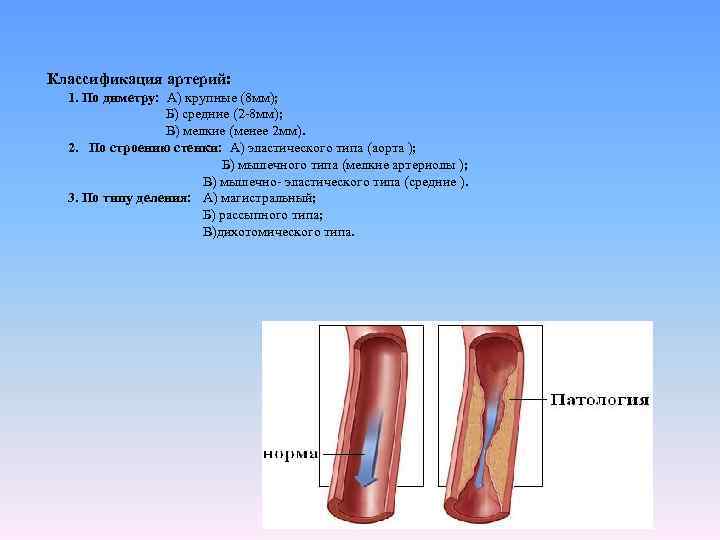 Классификация артерий: 1. По диметру: А) крупные (8 мм); Б) средние (2 -8 мм);