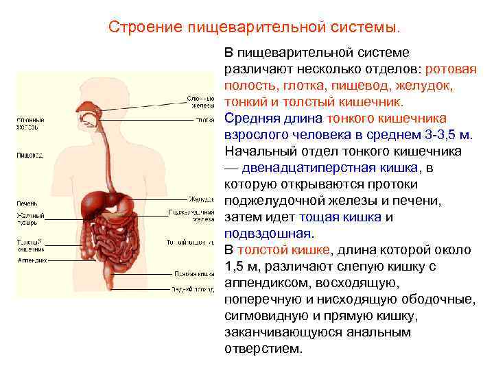 Строение пищеварительной системы. В пищеварительной системе различают несколько отделов: ротовая полость, глотка, пищевод, желудок,