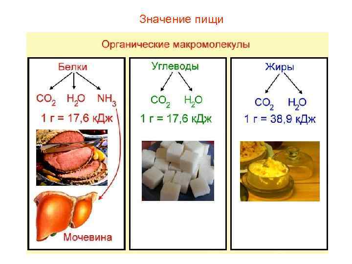 Значение пищи 