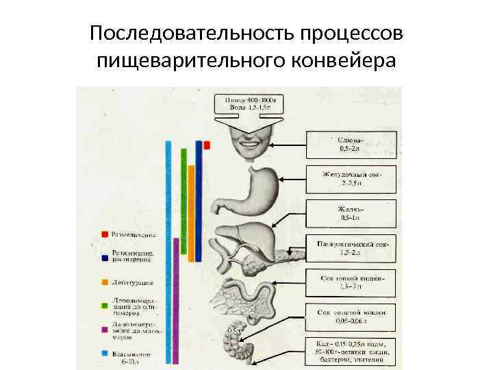 Последовательность процессов пищеварительного конвейера 