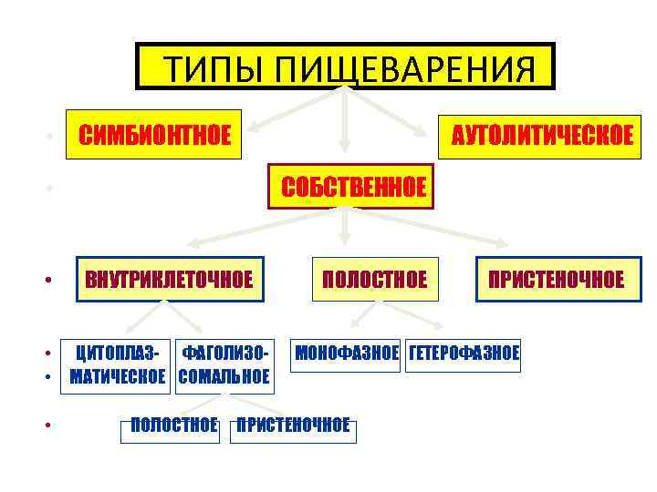 ТИПЫ ПИЩЕВАРЕНИЯ • СИМБИОНТНОЕ АУТОЛИТИЧЕСКОЕ СОБСТВЕННОЕ • • ВНУТРИКЛЕТОЧНОЕ • ЦИТОПЛАЗ- ФАГОЛИЗО • МАТИЧЕСКОЕ