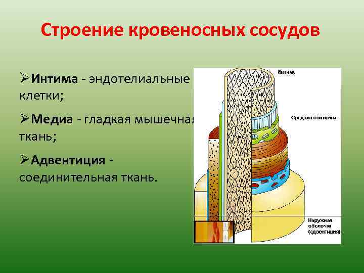 Строение кровеносных сосудов ØИнтима - эндотелиальные клетки; ØМедиа - гладкая мышечная ткань; ØАдвентиция соединительная