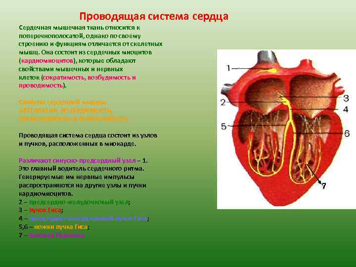 Проводящая система сердца Сердечная мышечная ткань относится к поперечнополосатой, однако по своему строению и