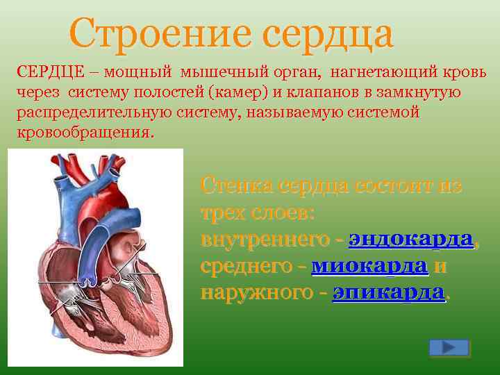 Строение сердца СЕРДЦЕ – мощный мышечный орган, нагнетающий кровь через систему полостей (камер) и