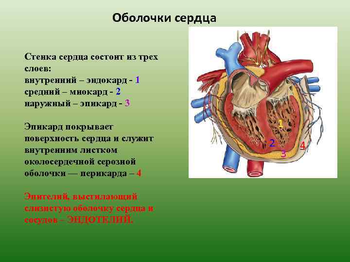 Оболочки сердца Стенка сердца состоит из трех слоев: внутренний – эндокард - 1 средний