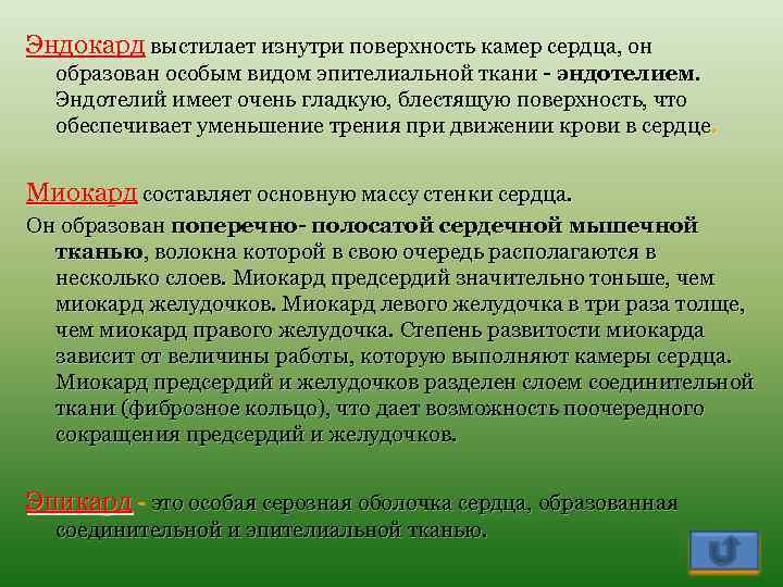 Эндокард выстилает изнутри поверхность камер сердца, он образован особым видом эпителиальной ткани - эндотелием.