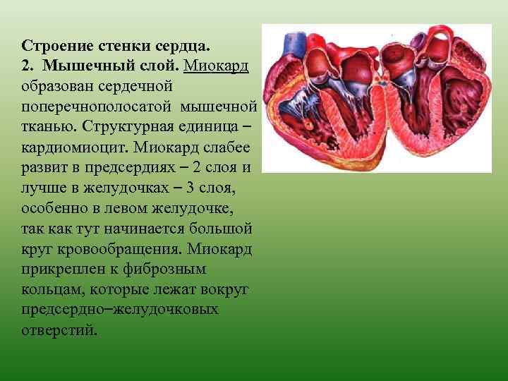 Строение стенки сердца. 2. Мышечный слой. Миокард образован сердечной поперечнополосатой мышечной тканью. Структурная единица