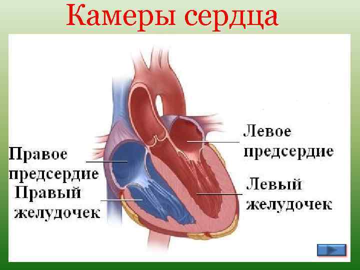 Камеры сердца 