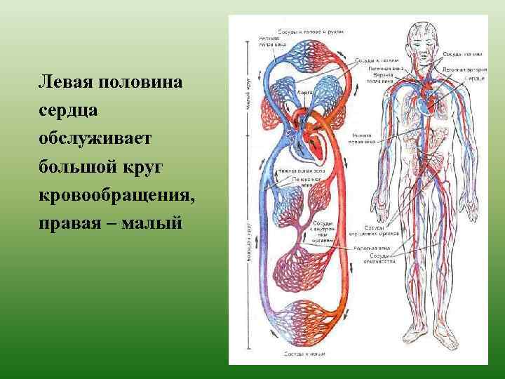 Левая половина сердца обслуживает большой круг кровообращения, правая – малый 