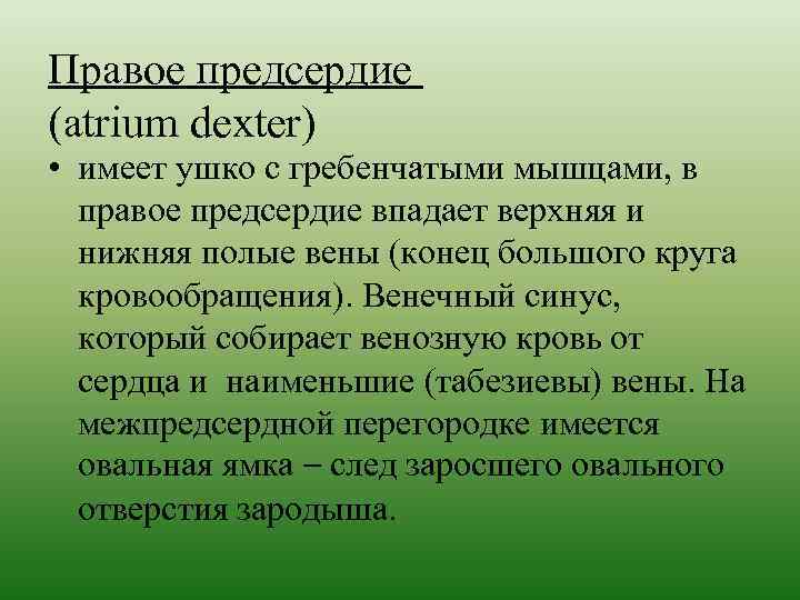 Правое предсердие (atrium dexter) • имеет ушко с гребенчатыми мышцами, в правое предсердие впадает