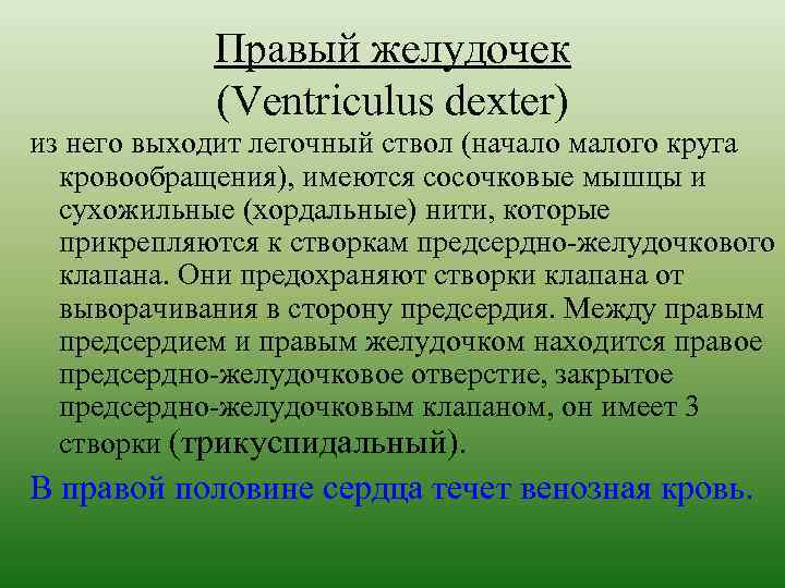 Правый желудочек (Ventriculus dexter) из него выходит легочный ствол (начало малого круга кровообращения), имеются