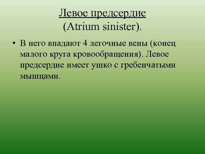 Левое предсердие (Atrium sinister). • В него впадают 4 легочные вены (конец малого круга