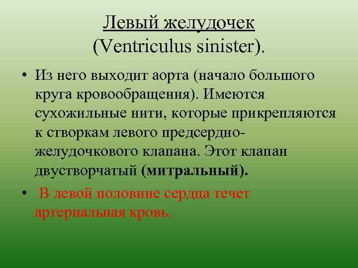 Левый желудочек (Ventriculus sinister). • Из него выходит аорта (начало большого круга кровообращения). Имеются