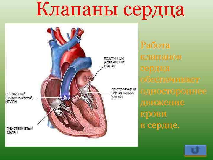 Клапаны сердца Работа клапанов сердца обеспечивает одностороннее движение крови в сердце. 