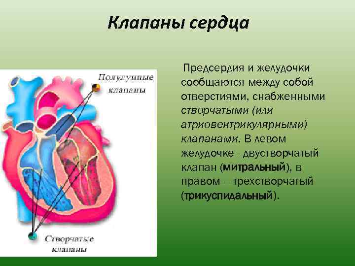 Клапаны сердца Предсердия и желудочки сообщаются между собой отверстиями, снабженными створчатыми (или атриовентрикулярными) клапанами.