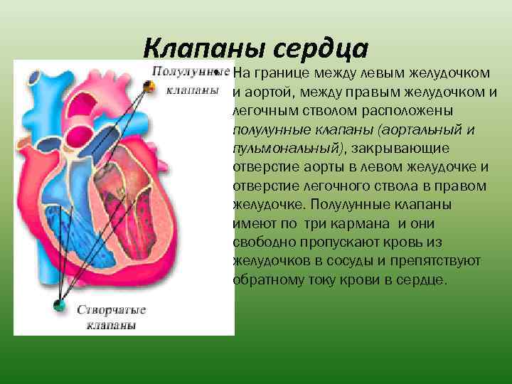 Клапаны сердца • На границе между левым желудочком и аортой, между правым желудочком и