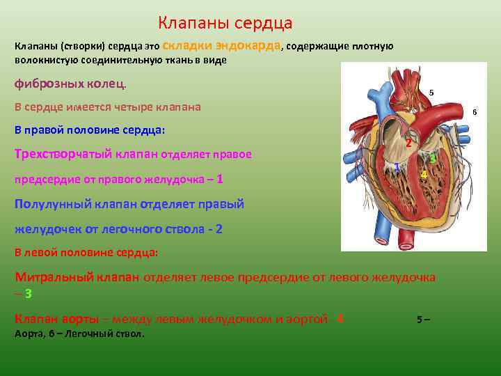 Клапаны сердца Клапаны (створки) сердца это складки эндокарда, содержащие плотную волокнистую соединительную ткань в