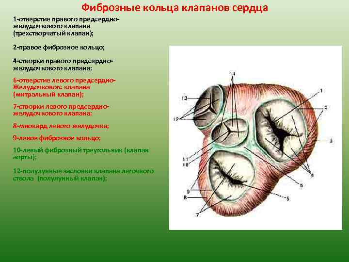 Фиброзные кольца клапанов сердца 1 -отверстие правого предсердножелудочкового клапана (трехстворчатый клапан); 2 -правое фиброзное