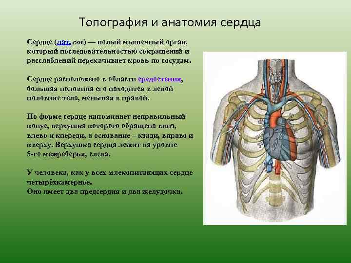 Топография и анатомия сердца Сердце (лат. cor) — полый мышечный орган, который последовательностью сокращений