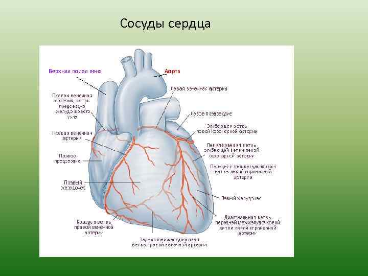 Сосуды сердца Верхняя полая вена Аорта 