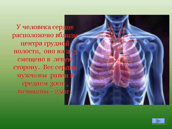 У человека сердце расположено вблизи центра грудной полости, оно на 2/3 смещено в левую