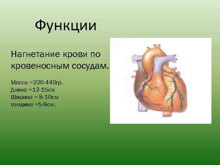 Функции Нагнетание крови по кровеносным сосудам. Масса =220 -440 гр. Длина =12 -15 см