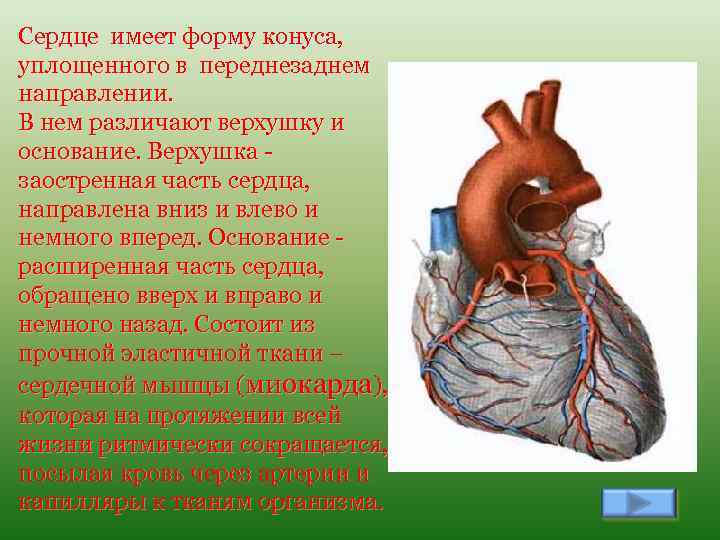 Сердце имеет форму конуса, уплощенного в переднезаднем направлении. В нем различают верхушку и основание.