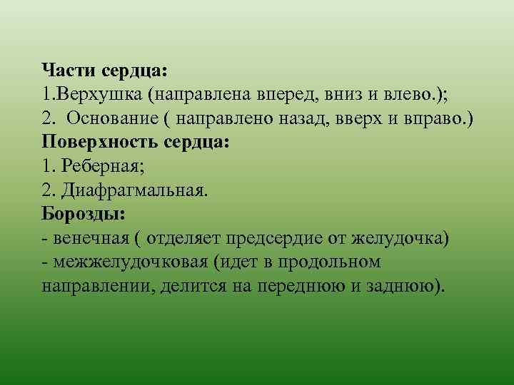 Части сердца: 1. Верхушка (направлена вперед, вниз и влево. ); 2. Основание ( направлено