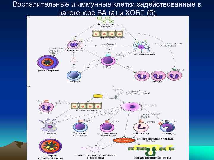 Воспалительные и иммунные клетки, задействованные в патогенезе БА (а) и ХОБЛ (б) 