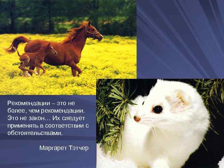 Рекомендации – это не более, чем рекомендации. Это не закон… Их следует применять в
