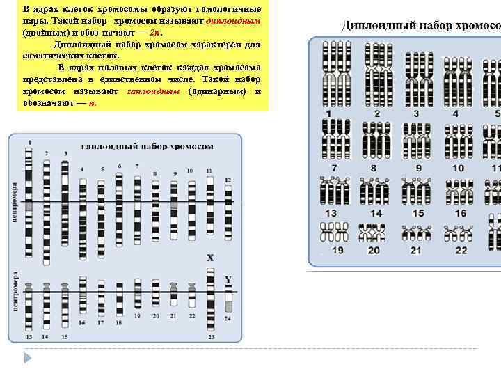 В ядрах клеток хромосомы образуют гомологичные пары. Такой набор хромосом называют диплоидным (двойным) и