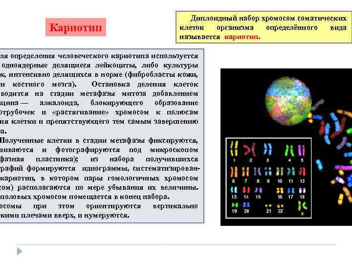 Кариотип Диплоидный набор хромосом соматических клеток организма определённого вида называется кариотип. ля определения человеческого