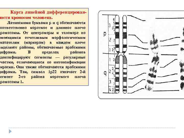  Карта линейной дифференцирован ности хромосом человека. Латинскими буквами р и q обозначаются соответственно