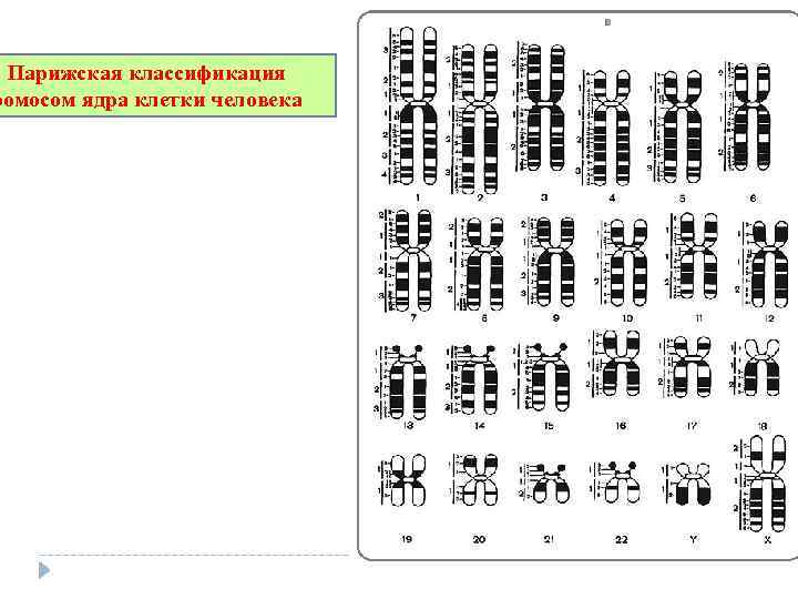  Парижская классификация ромосом ядра клетки человека 