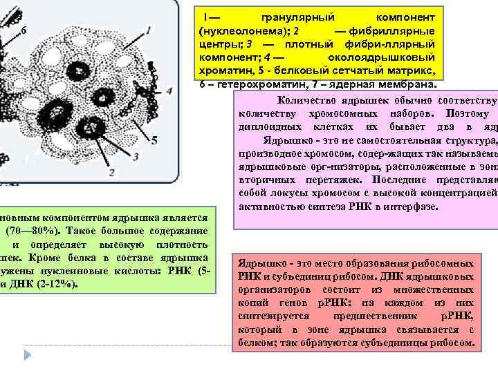  1— гранулярный компонент (нуклеолонема); 2 — фибриллярные центры; 3 — плотный фибри-ллярный компонент;