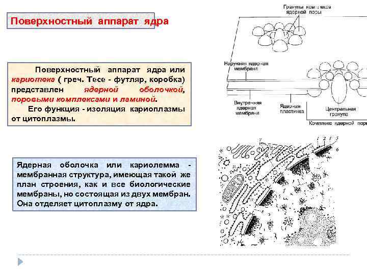 Поверхностный аппарат ядра или кариотека ( греч. Tece - футляр, коробка) представлен ядерной оболочкой,