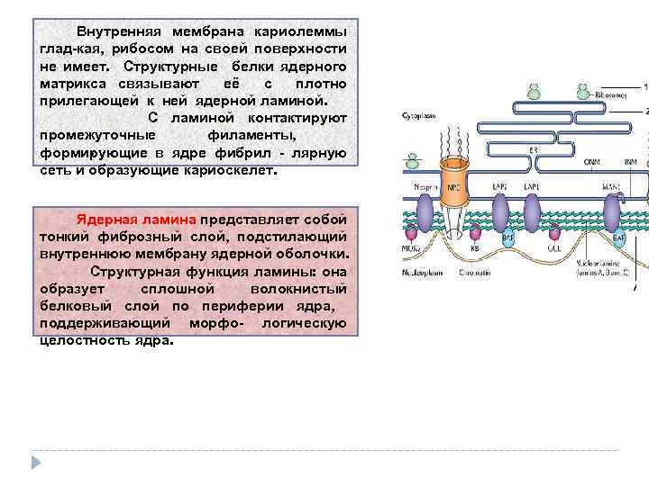 Внутренняя мембрана кариолеммы глад-кая, рибосом на своей поверхности не имеет. Структурные белки ядерного матрикса