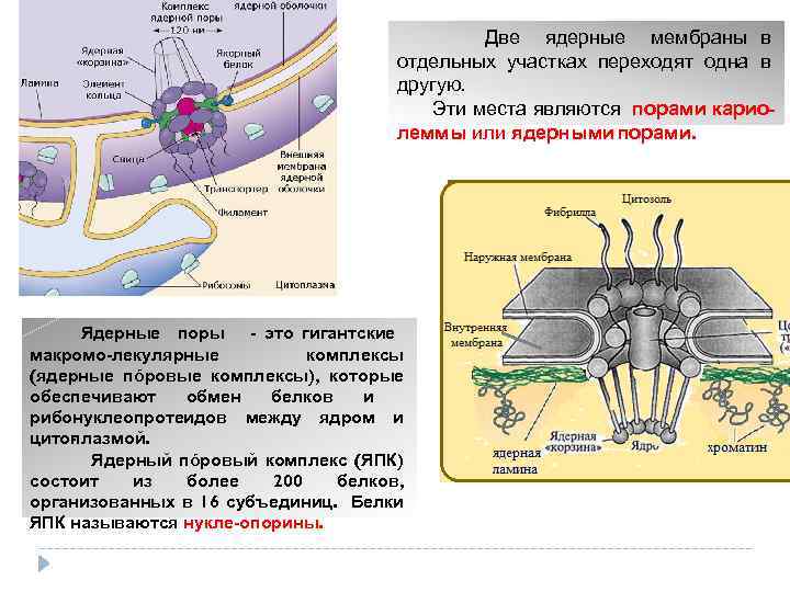 Ядерные поры. Строение ядерного порового комплекса. Строение порового комплекса ядерной поры. Схема поровый комплекс ядерной оболочки. Ядерный поровый комплекс функции.