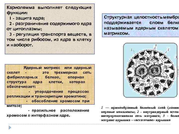 Функции ядра животного