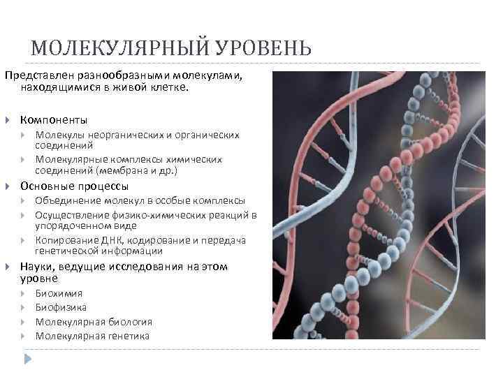 МОЛЕКУЛЯРНЫЙ УРОВЕНЬ Представлен разнообразными молекулами, находящимися в живой клетке. Компоненты Основные процессы Молекулы неорганических