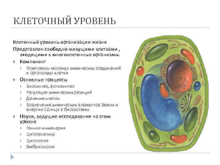 КЛЕТОЧНЫЙ УРОВЕНЬ Клеточный уровень организации жизни Представлен свободно живущими клетками , входящими в многоклеточные