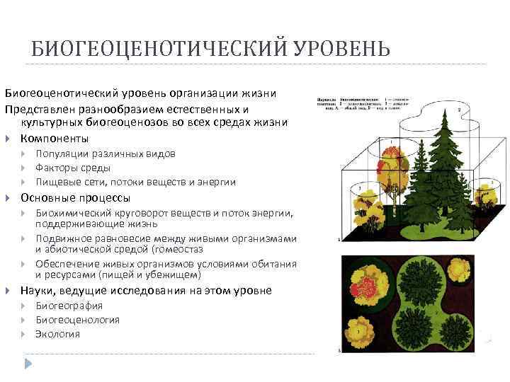 БИОГЕОЦЕНОТИЧЕСКИЙ УРОВЕНЬ Биогеоценотический уровень организации жизни Представлен разнообразием естественных и культурных биогеоценозов во всех