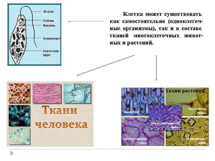  Клетка может существовать как самостоятельно (одноклеточ ные организмы), так и в составе тканей