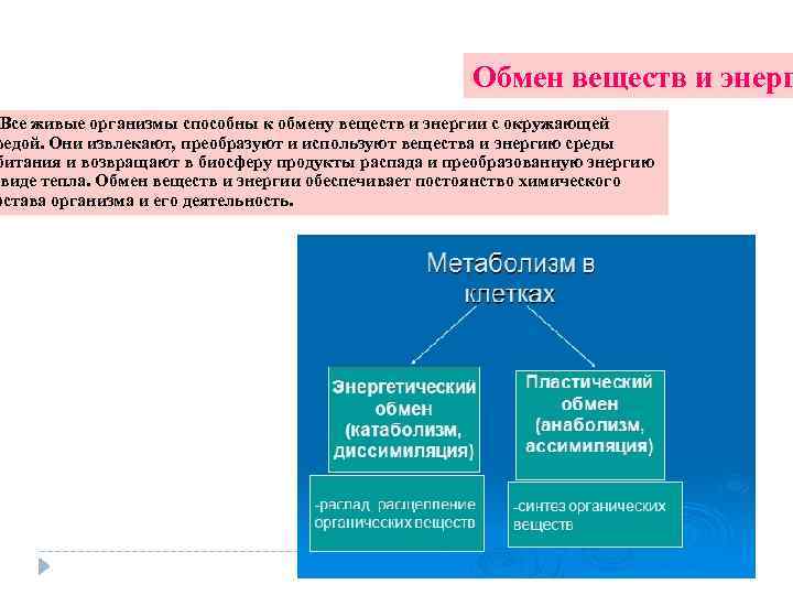 Живые организмы способны к обмену веществ