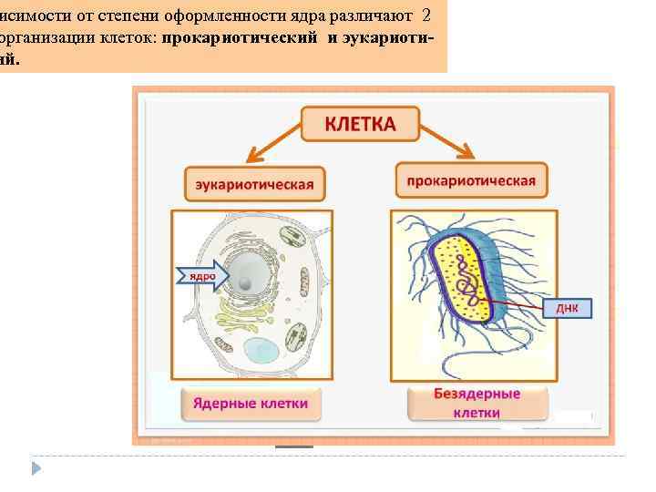 исимости от степени оформленности ядра различают 2 организации клеток: прокариотический и эукариоти ий. 