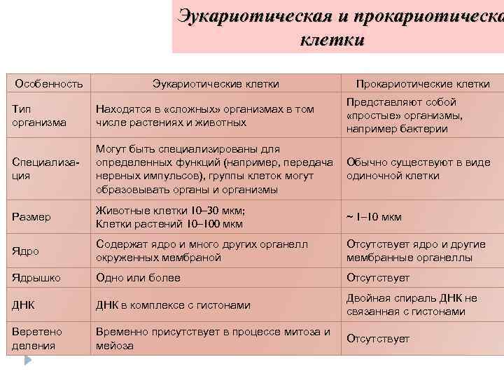 Эукариотическая и прокариотическа клетки Особенность Эукариотические клетки Прокариотические клетки Тип организма Находятся в «сложных»